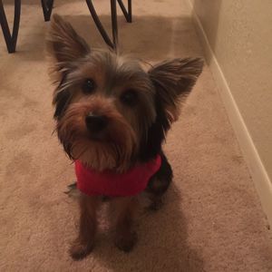 Meet your Posher, Teemo